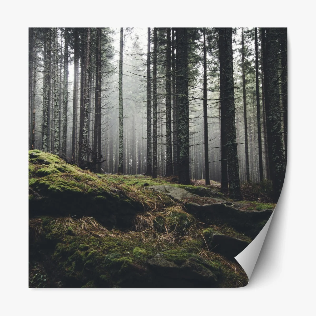 Repositionierbarer Aufkleber nebliger moosbedeckter wald – Wallnifity®