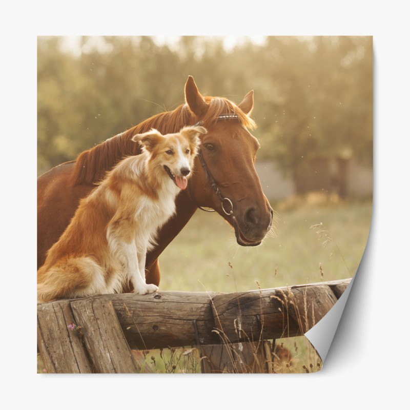 Repositionierbarer Aufkleber sonnige gefährten: hund und pferd