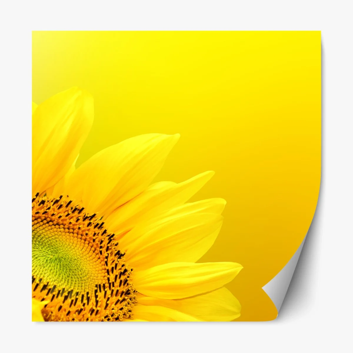 Repositionierbarer Aufkleber leuchtende sonnenblume nahaufnahme auf gelbem hintergrund – Wallnifity® Repositionierbarer Aufkleber leuchtende sonnenblume nahaufnahme auf gelbem hintergrund – Wallnifity®