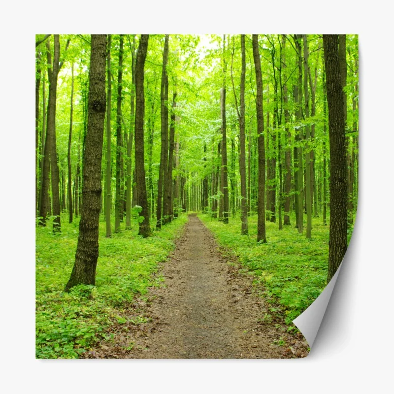 Repositionierbarer Aufkleber ruhiger grüner waldweg