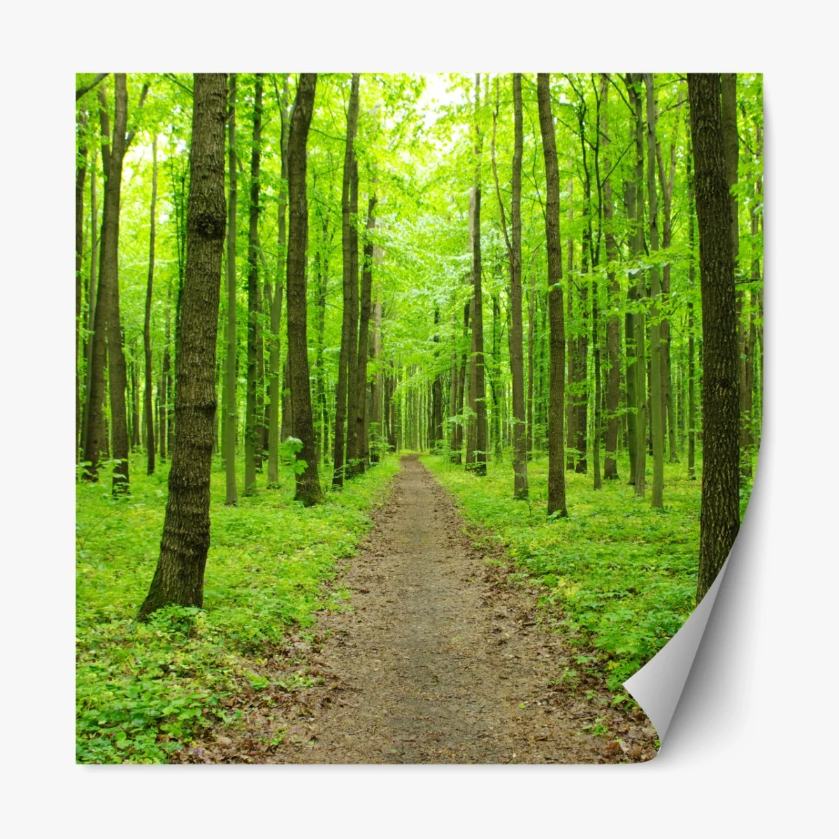 Repositionierbarer Aufkleber ruhiger grüner waldweg – Wallnifity® Repositionierbarer Aufkleber ruhiger grüner waldweg – Wallnifity®