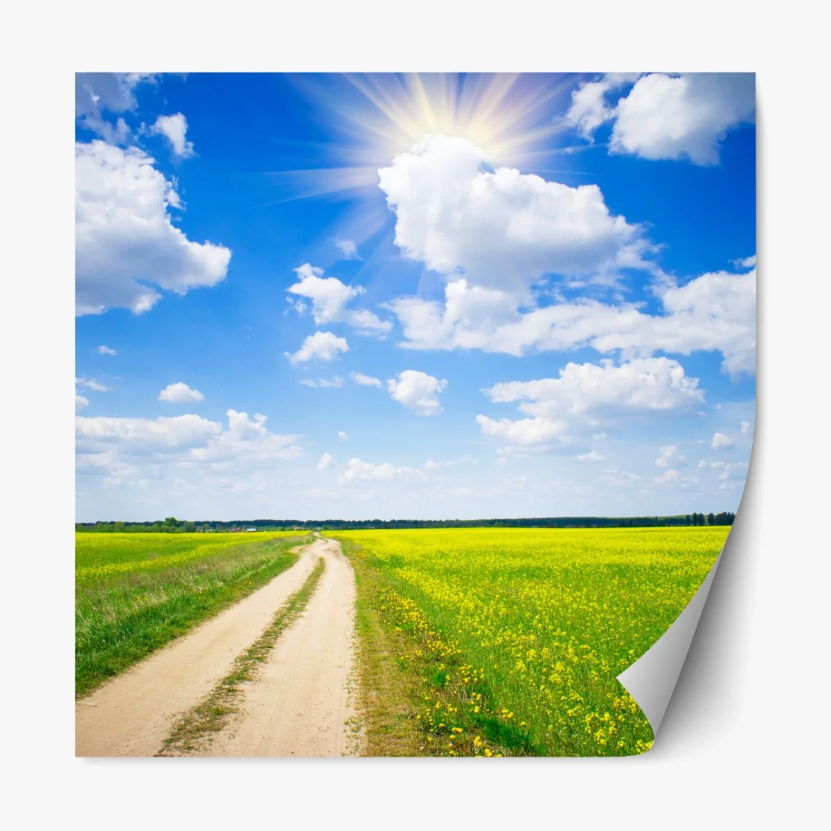 Repositionierbarer Aufkleber gelbes rapsfeld unter blauem himmel – Wallnifity®