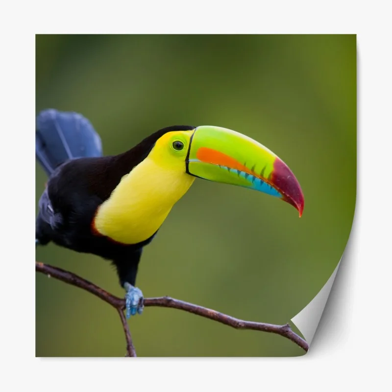 Repositionierbarer Aufkleber lebendiges tukan-porträt