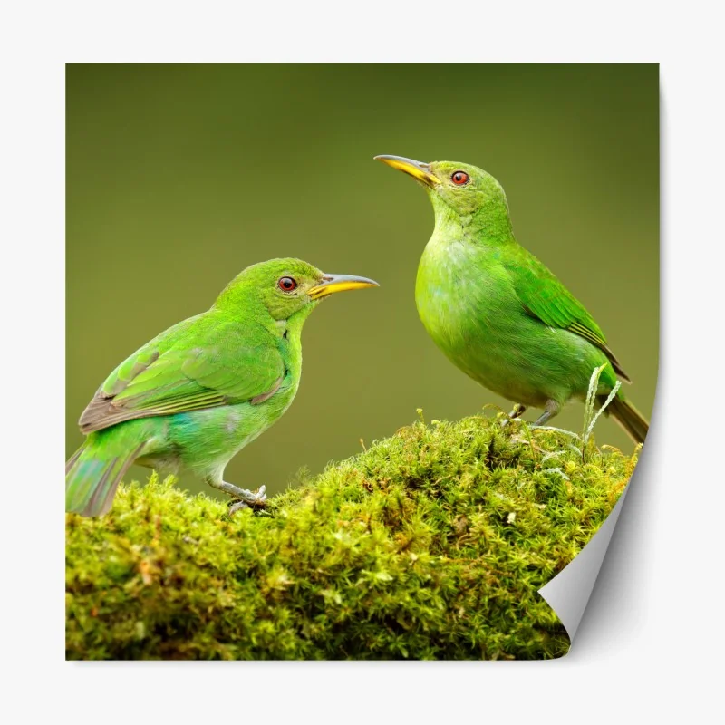 Repositionierbarer Aufkleber lebendige grüne honigfresser auf moos – Wallnifity® Repositionierbarer Aufkleber lebendige grüne honigfresser auf moos – Wallnifity®