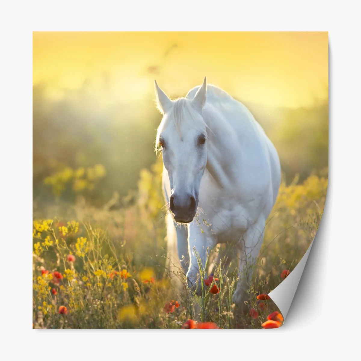 Repositionierbarer Aufkleber weißes pferd im mohnfeld bei sonnenaufgang – Wallnifity®