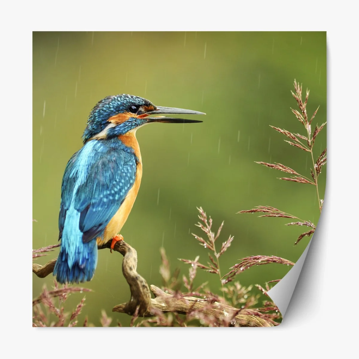 Repositionierbarer Aufkleber lebhafter eisvogel im regen – Wallnifity®