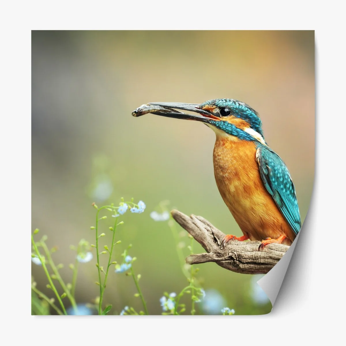 Repositionierbarer Aufkleber eisvogel auf einem ast mit fisch – Wallnifity® Repositionierbarer Aufkleber eisvogel auf einem ast mit fisch – Wallnifity®