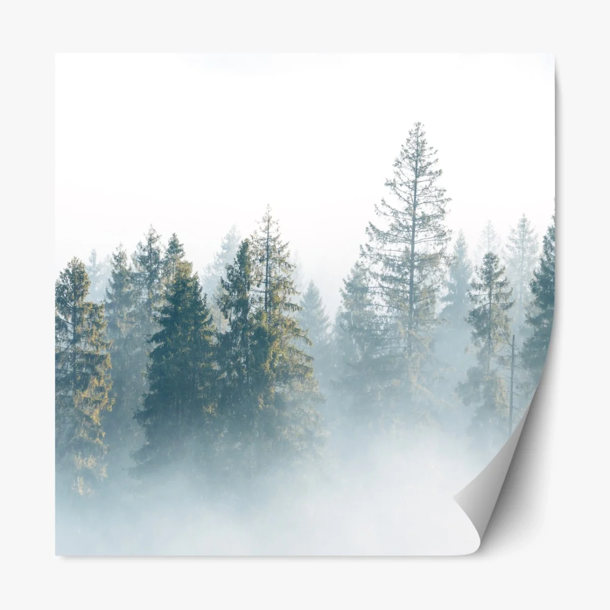 Repositionierbarer Aufkleber nebliger fichtenwald am morgen – Wallnifity® Repositionierbarer Aufkleber nebliger fichtenwald am morgen – Wallnifity®