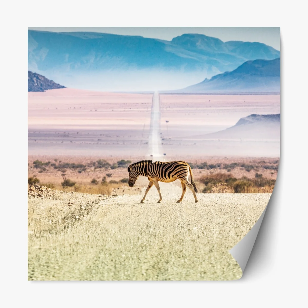 Repositionierbarer Aufkleber zebra auf der wüstenstraße – Wallnifity®