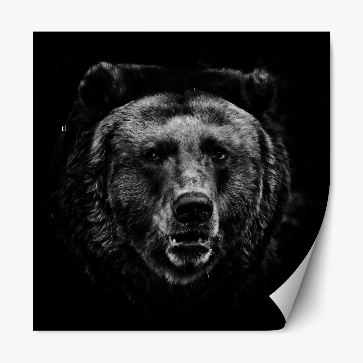 Repositionierbarer Aufkleber düsteres grizzly-porträt in monochrom – Wallnifity®