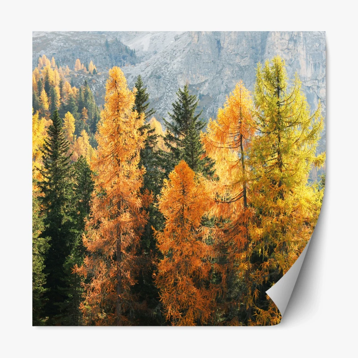 Repositionierbarer Aufkleber goldener herbstlicher lärchenwald – Wallnifity® Repositionierbarer Aufkleber goldener herbstlicher lärchenwald – Wallnifity®