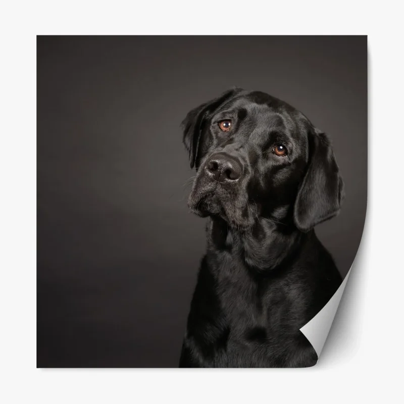 Repositionierbarer Aufkleber studio-porträt eines schwarzen labradors