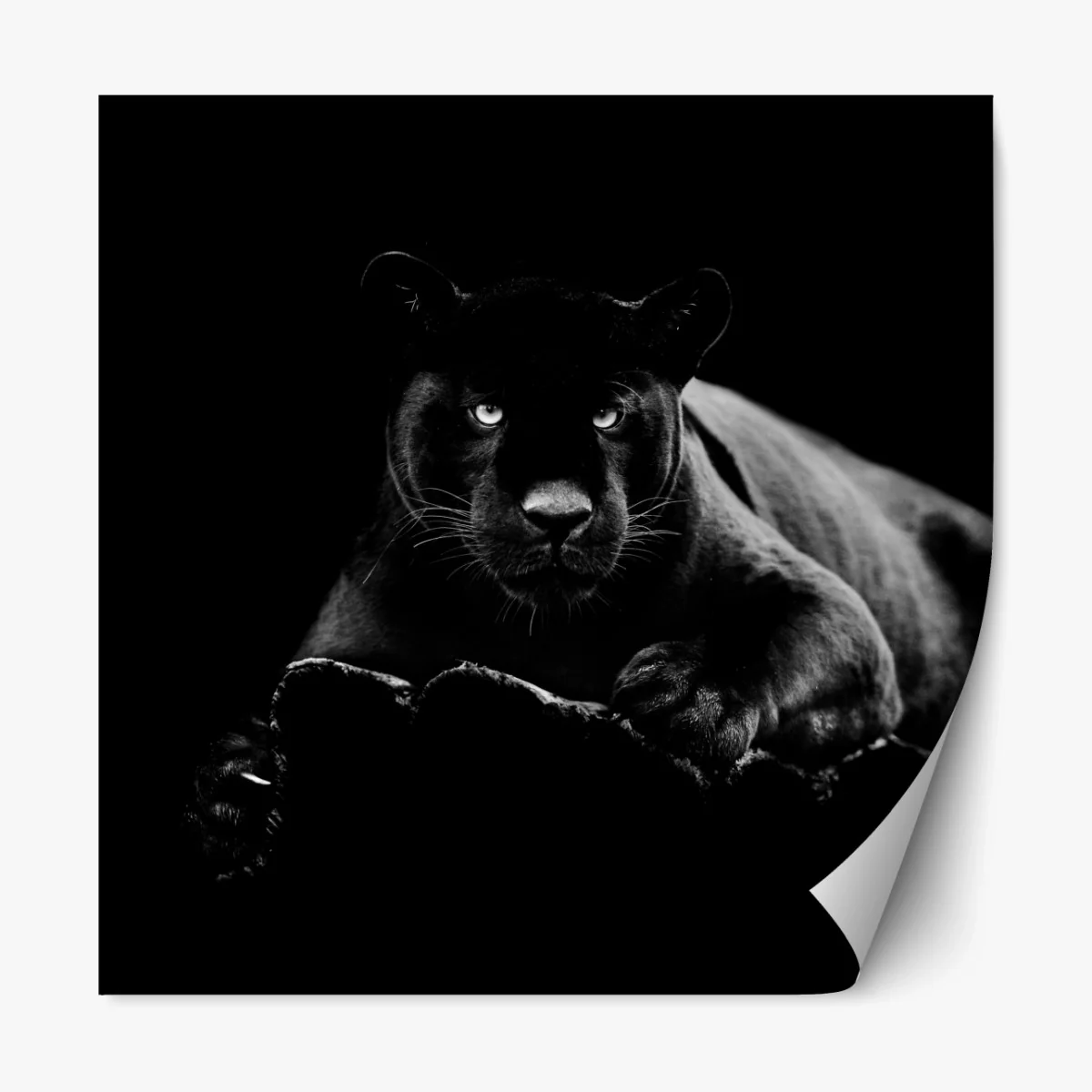 Repositionierbarer Aufkleber majestätisches porträt eines schwarzen panthers – Wallnifity® Repositionierbarer Aufkleber majestätisches porträt eines schwarzen panthers – Wallnifity®