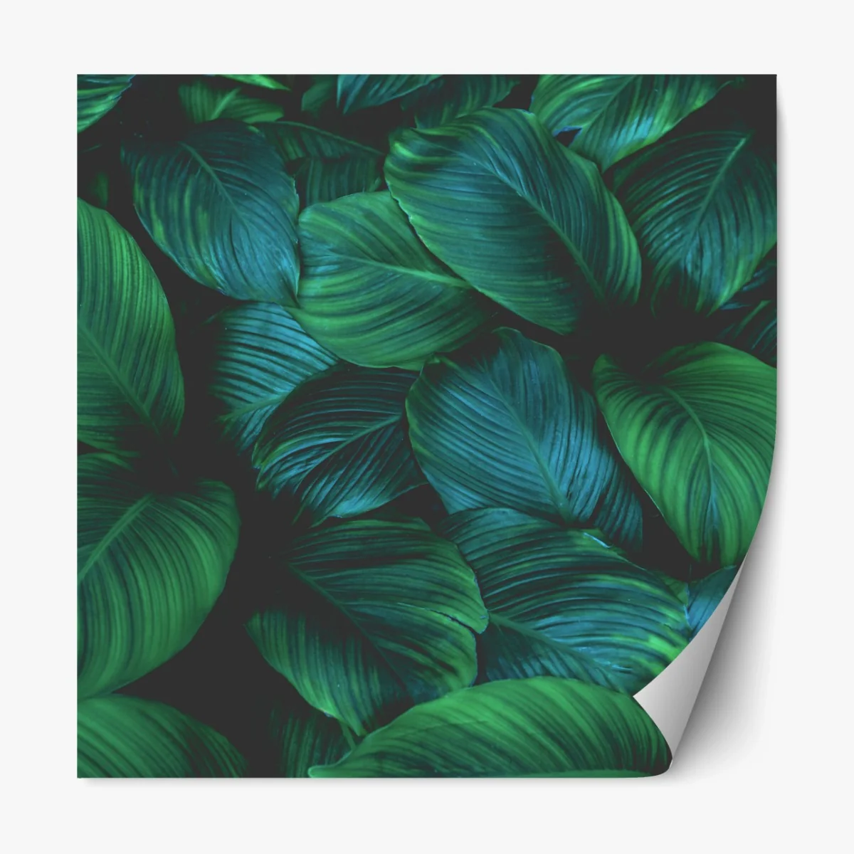 Repositionierbarer Aufkleber üppige tropische blätter – Wallnifity® Repositionierbarer Aufkleber üppige tropische blätter – Wallnifity®