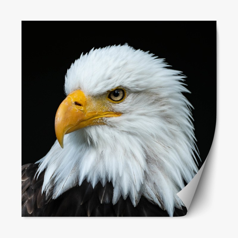 Repositionierbarer Aufkleber marineblaue und goldene botanische blattkomposition – Wallnifity®