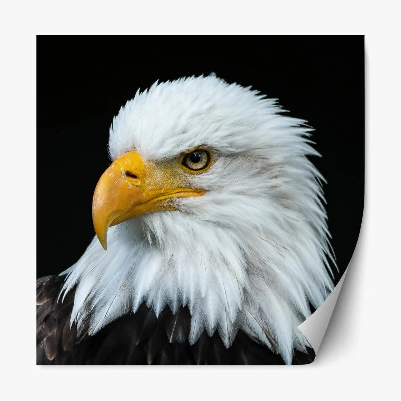 Repositionierbarer Aufkleber lebendige abstrakte gesichter mit katze und vogel – Wallnifity®