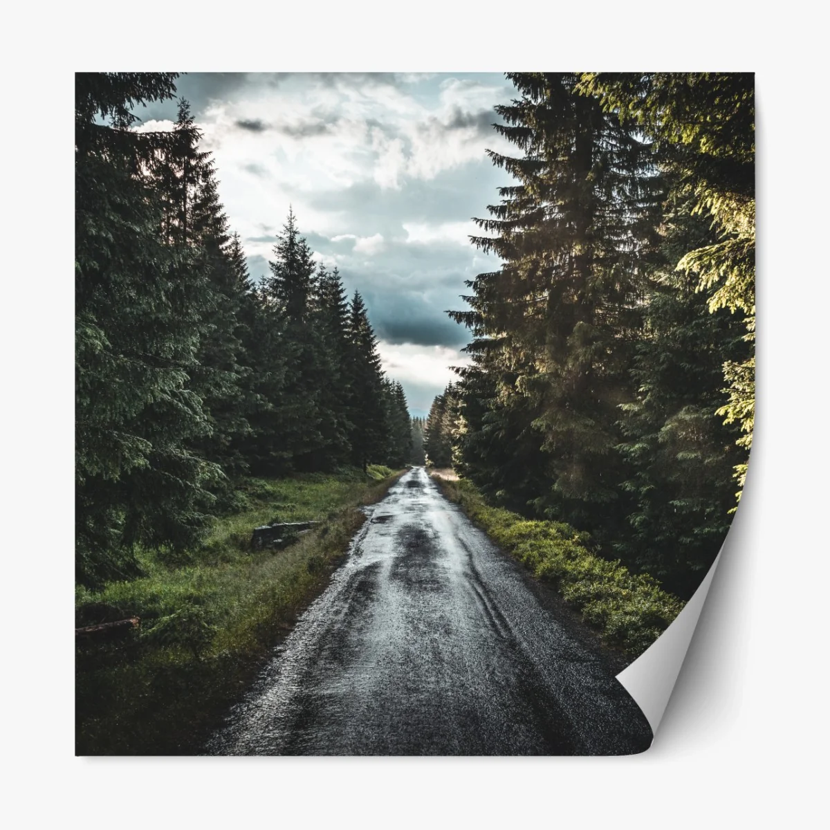 Repositionierbarer Aufkleber waldweg durch neblige kiefern – Wallnifity® Repositionierbarer Aufkleber waldweg durch neblige kiefern – Wallnifity®