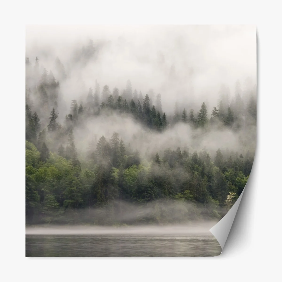 Repositionierbarer Aufkleber nebliger küstenwald, British Columbia – Wallnifity® Repositionierbarer Aufkleber nebliger küstenwald, British Columbia – Wallnifity®