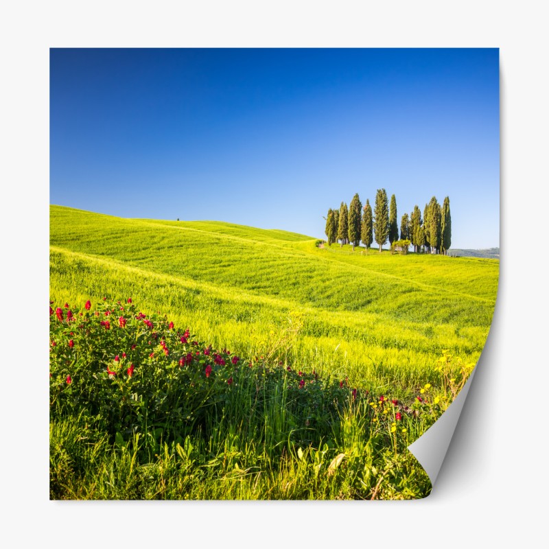 Repositionierbarer Aufkleber muster mit lebhaften orangen tulpen – Wallnifity®