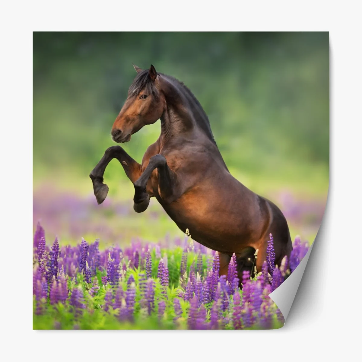 Repositionierbarer Aufkleber brauner hengst bäumt sich in lupinenwiese auf – Wallnifity® Repositionierbarer Aufkleber brauner hengst bäumt sich in lupinenwiese auf – Wallnifity®
