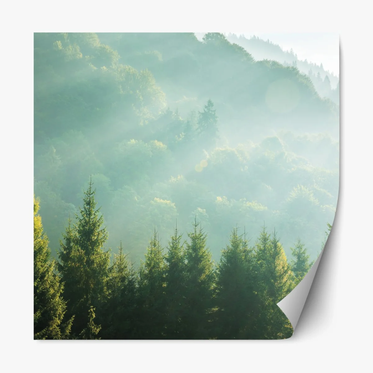 Repositionierbarer Aufkleber neblige fichtenspitzen im morgenlicht – Wallnifity® Repositionierbarer Aufkleber neblige fichtenspitzen im morgenlicht – Wallnifity®