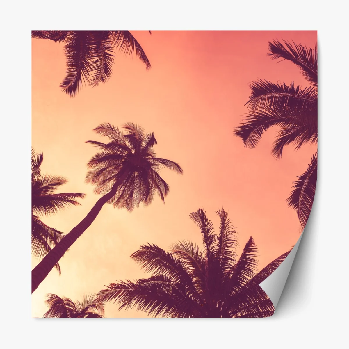 Repositionierbarer Aufkleber tropische palmen bei sonnenuntergang – Wallnifity®