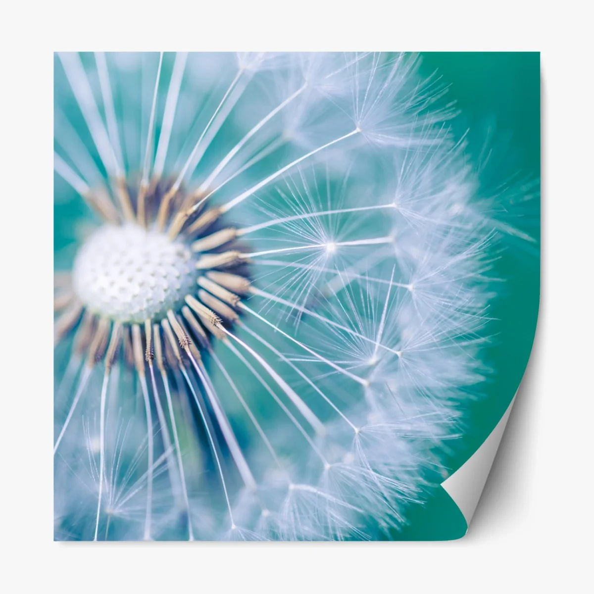 Repositionierbarer Aufkleber türkisfarbener löwenzahn nahaufnahme – Wallnifity® Repositionierbarer Aufkleber türkisfarbener löwenzahn nahaufnahme – Wallnifity®