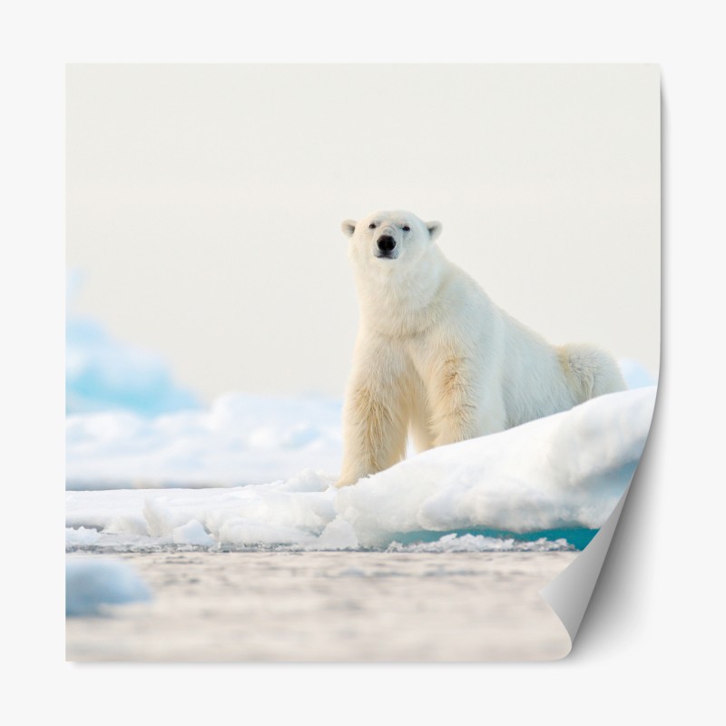 Repositionierbarer Aufkleber eisbär auf eis in der Arktis, Svalbard