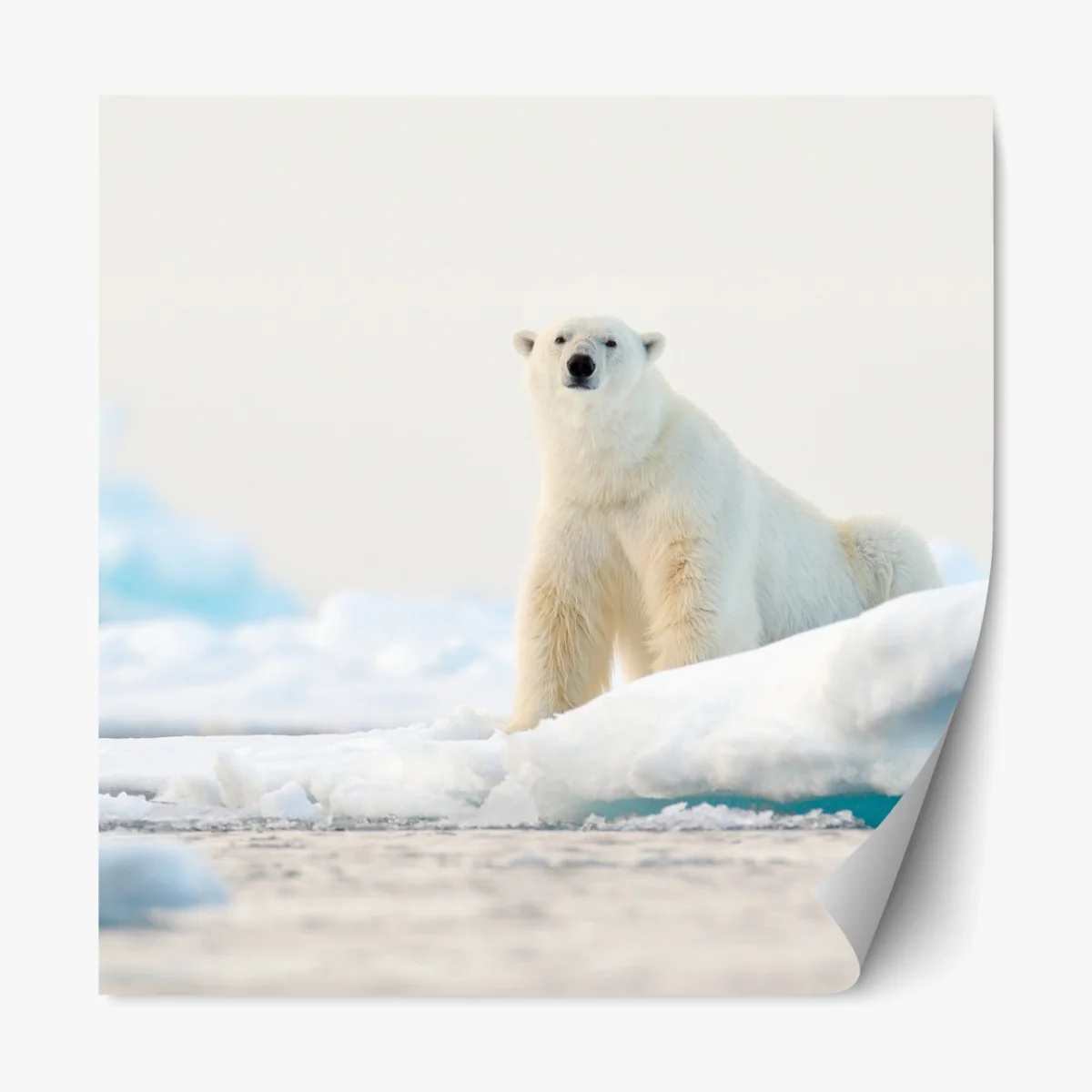 Repositionierbarer Aufkleber eisbär auf eis in der Arktis, Svalbard – Wallnifity®