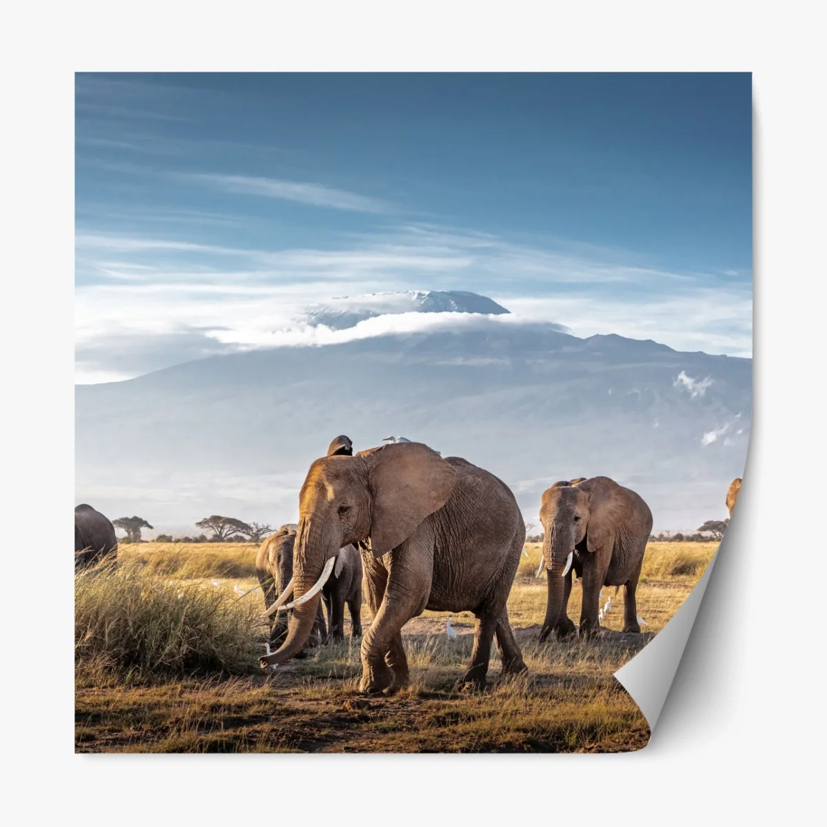 Repositionierbarer Aufkleber elefantenherde vor Kilimandscharo – Wallnifity®
