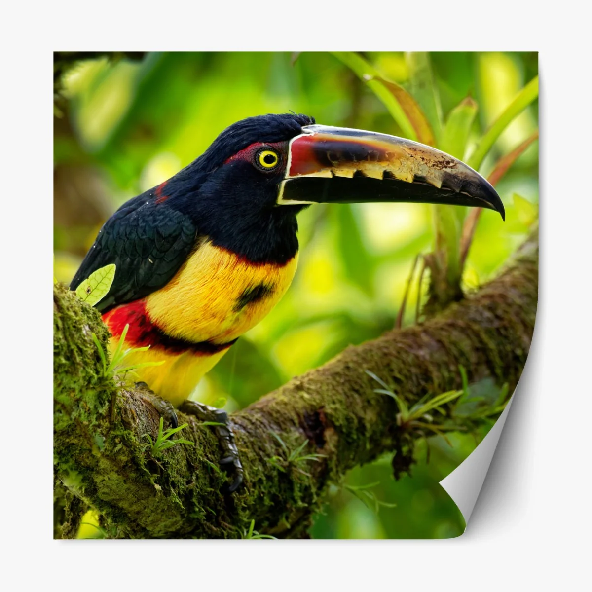 Repositionierbarer Aufkleber leuchtender aracari-tukan im tropischen dschungel – Wallnifity®