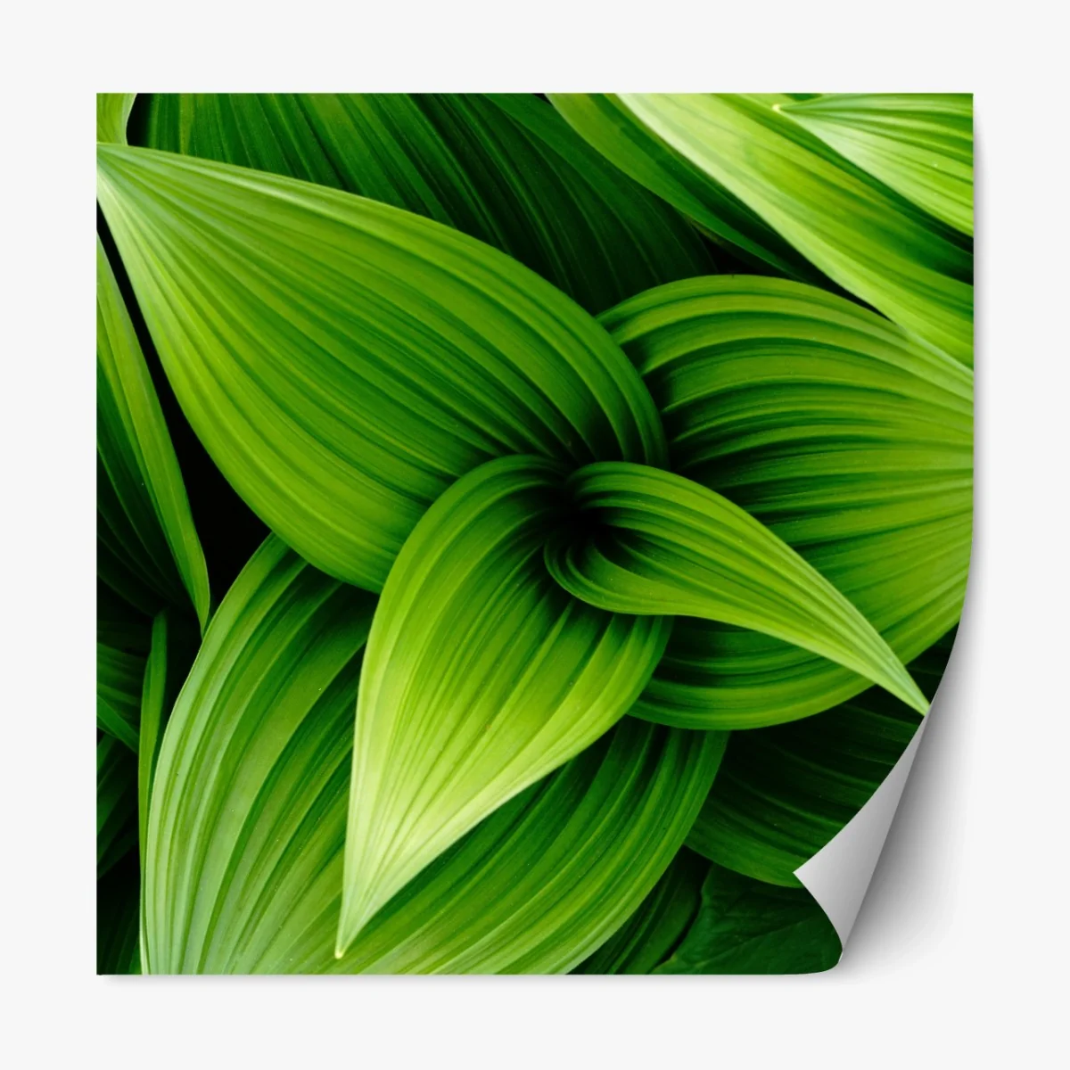 Repositionierbarer Aufkleber üppige grüne blätter – Wallnifity® Repositionierbarer Aufkleber üppige grüne blätter – Wallnifity®