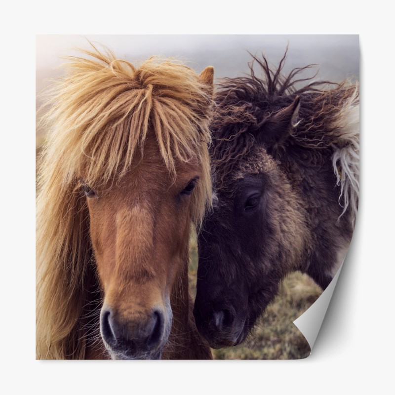 Repositionierbarer Aufkleber zwei pferde auf einem nebligen hügel, Färöer-Inseln