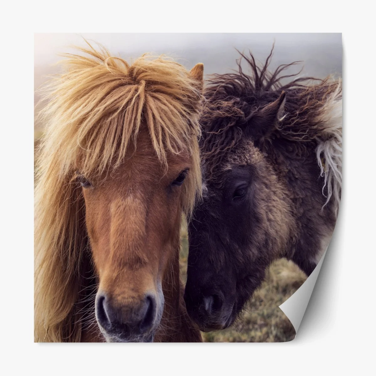 Repositionierbarer Aufkleber zwei pferde auf einem nebligen hügel, Färöer-Inseln – Wallnifity®