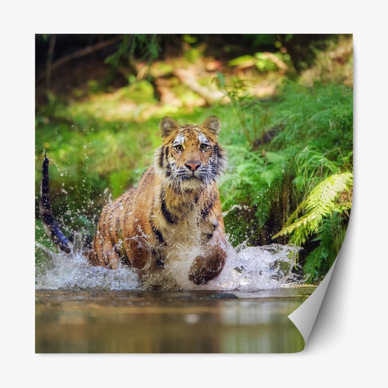 Repositionierbarer Aufkleber majestätischer tiger im waldbach