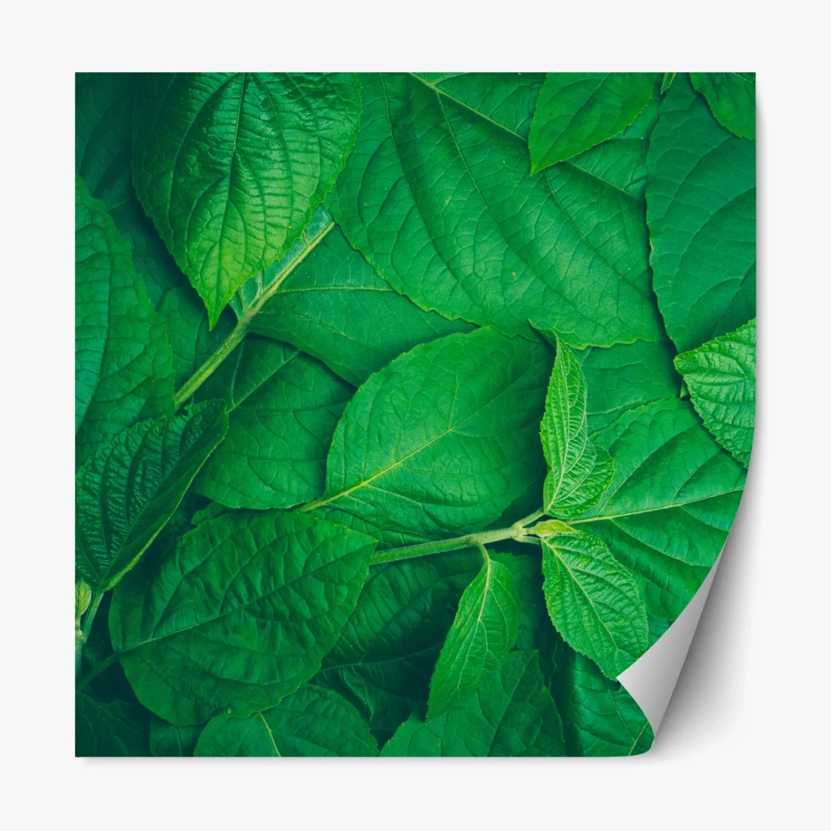 Repositionierbarer Aufkleber saftige grüne blätter – Wallnifity® Repositionierbarer Aufkleber saftige grüne blätter – Wallnifity®