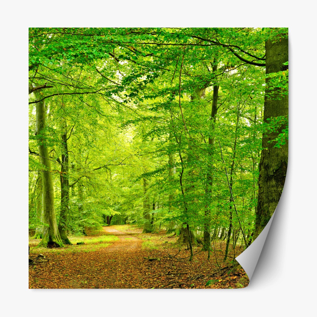 Repositionierbarer Aufkleber ruhiger grüner waldpfad – Wallnifity®