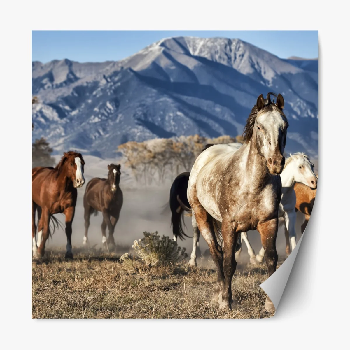 Repositionierbarer Aufkleber wilde pferde galoppieren auf gebirgswiese – Wallnifity®