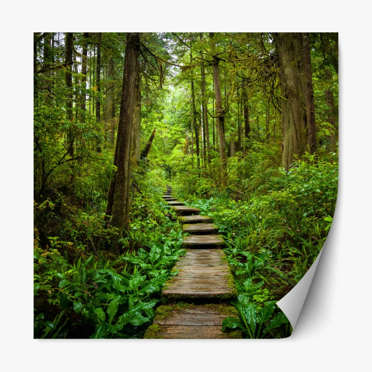 Repositionierbarer Aufkleber ruhiger waldsteg – Wallnifity® Repositionierbarer Aufkleber ruhiger waldsteg – Wallnifity®