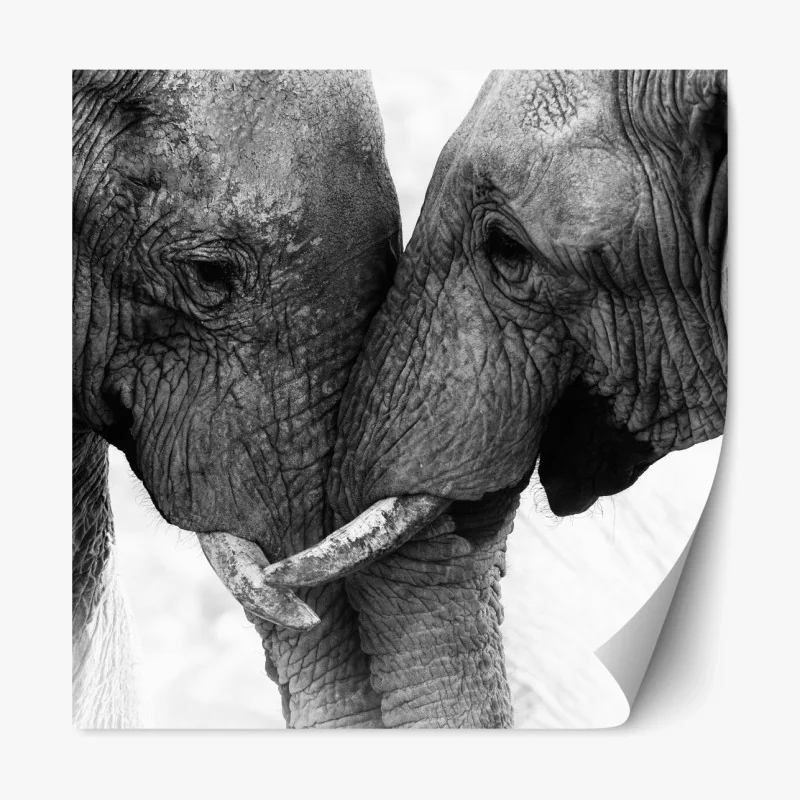 Repositionierbarer Aufkleber elefanten umarmung schwarzweißes porträt