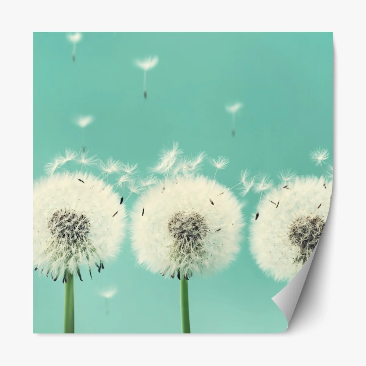 Repositionierbarer Aufkleber drei löwenzahn-pusteblumen auf türkisgrund – Wallnifity®