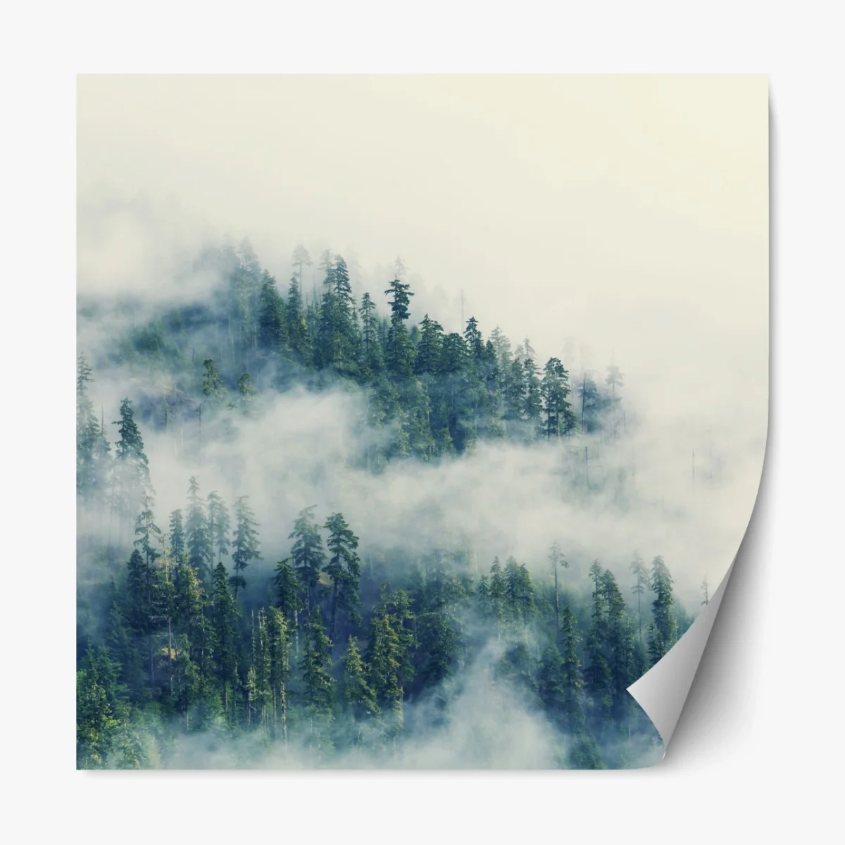 Repositionierbarer Aufkleber nebliger nadelwald – Wallnifity®