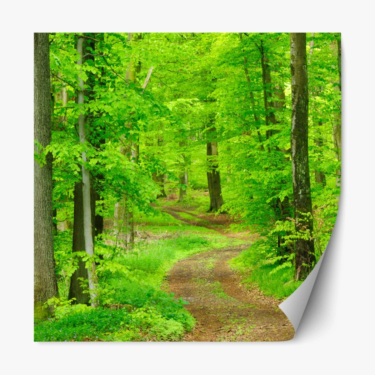 Repositionierbarer Aufkleber ruhiger waldweg im frühling – Wallnifity® Repositionierbarer Aufkleber ruhiger waldweg im frühling – Wallnifity®