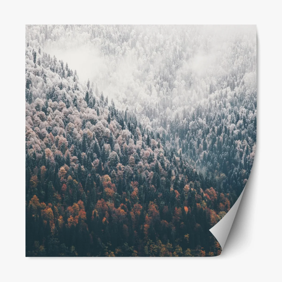 Repositionierbarer Aufkleber nebliger herbstwald am schneebedeckten berg – Wallnifity®