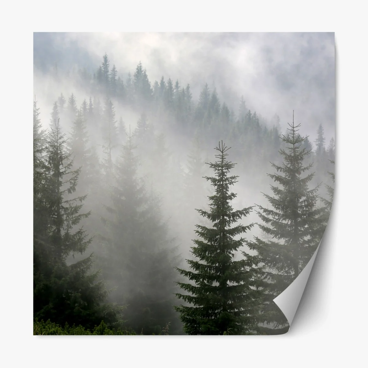 Repositionierbarer Aufkleber nebliger kiefernwald im morgengrauen – Wallnifity® Repositionierbarer Aufkleber nebliger kiefernwald im morgengrauen – Wallnifity®