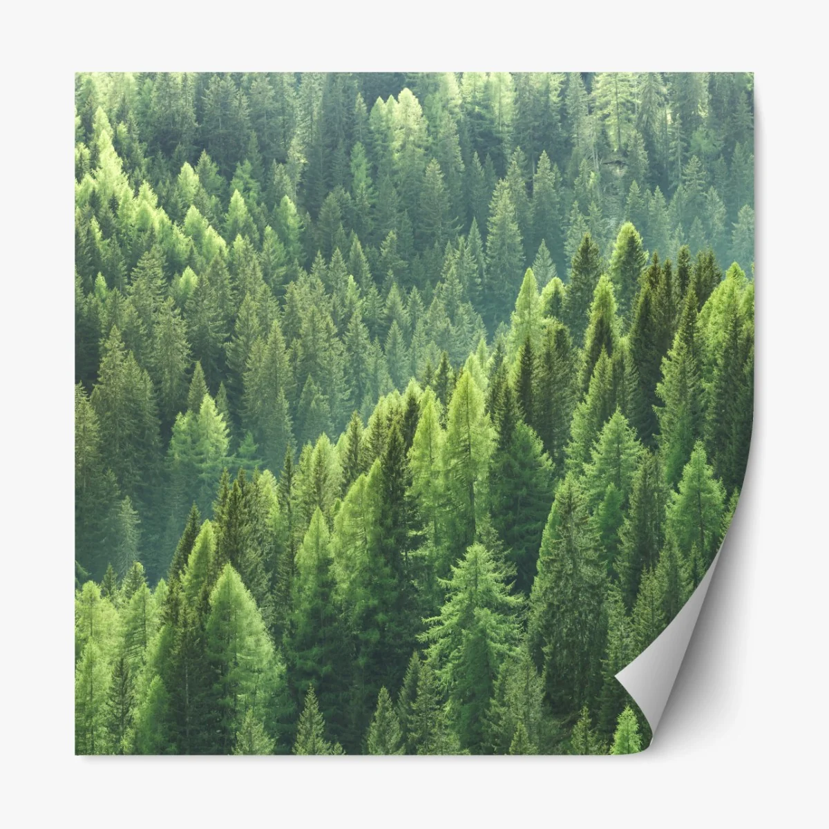 Repositionierbarer Aufkleber üppige grüne waldpanorama – Wallnifity®