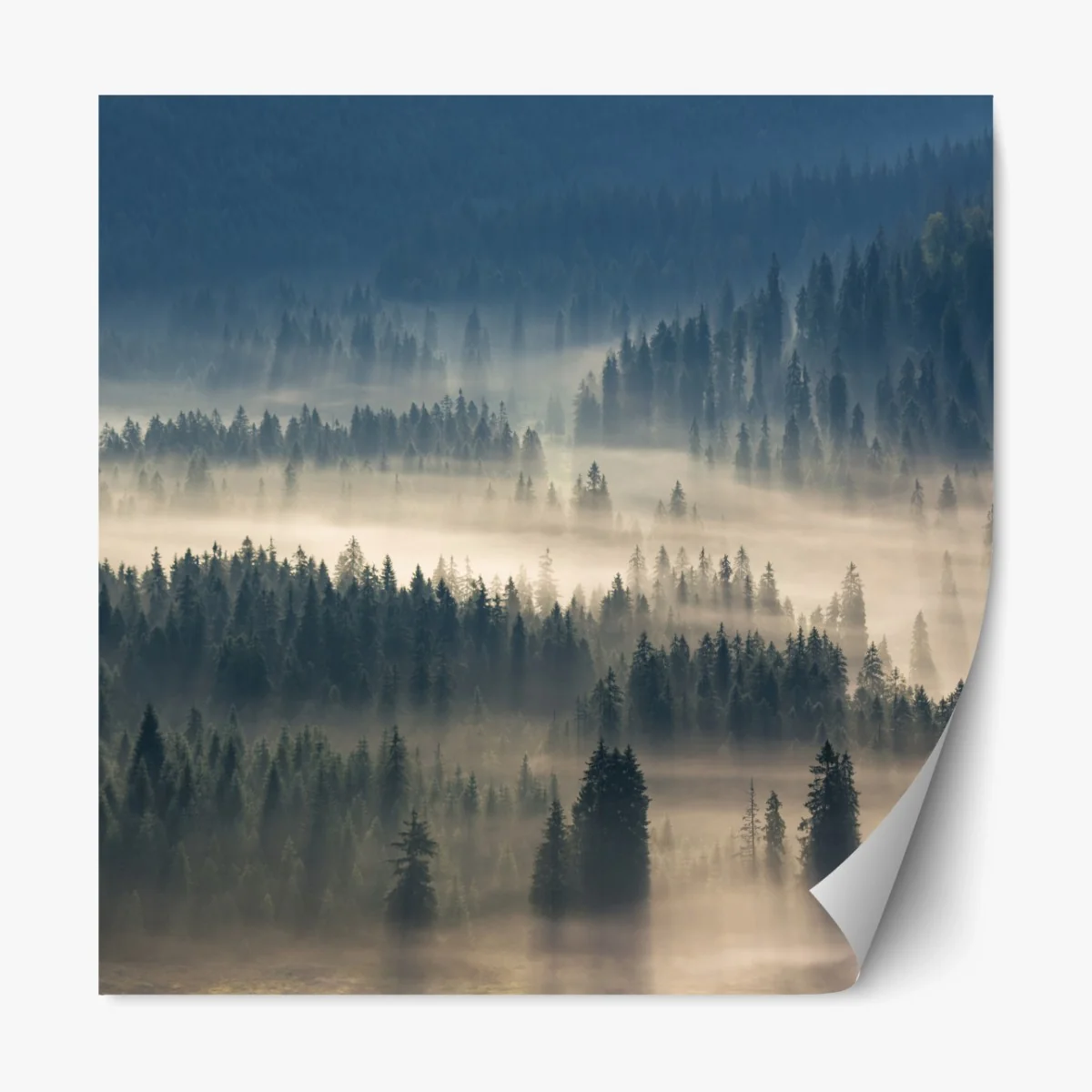 Repositionierbarer Aufkleber nebliger nadelwald im morgengrauen – Wallnifity®