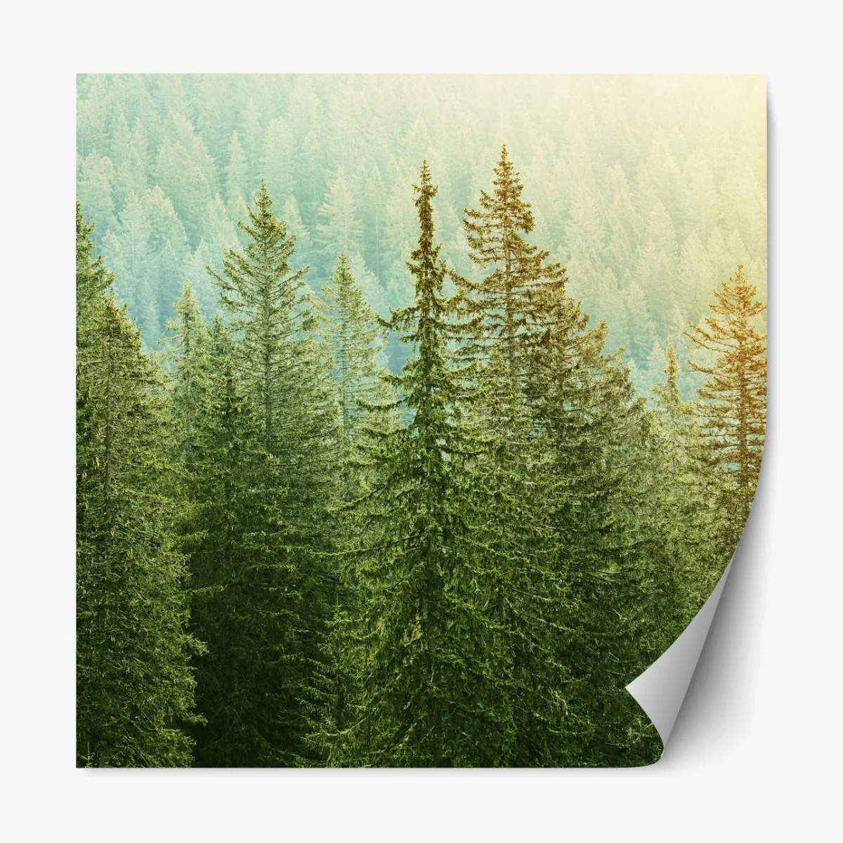 Repositionierbarer Aufkleber sonnenbeschienener nadelwald – Wallnifity®