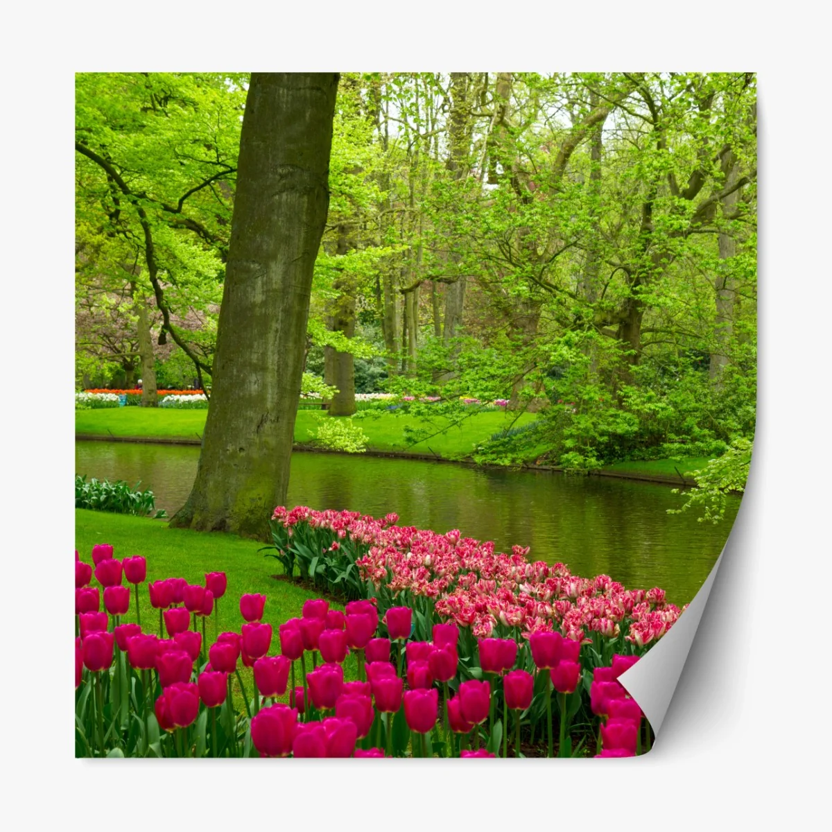 Repositionierbarer Aufkleber frühlings-tulpengarten am kanal – Wallnifity®