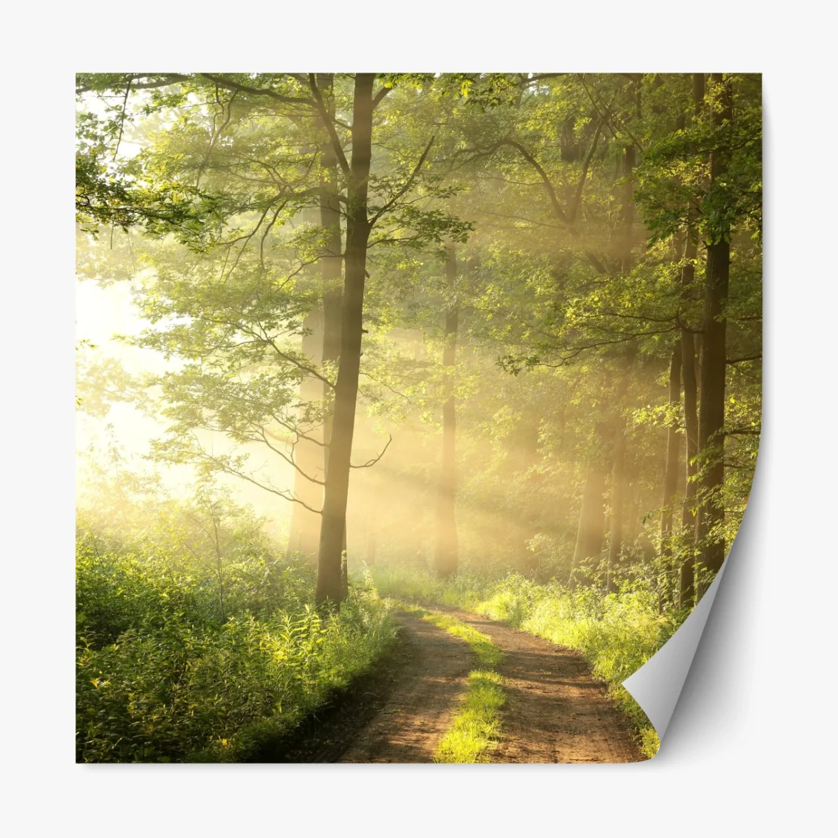 Repositionierbarer Aufkleber morgendliches licht im wald – Wallnifity®